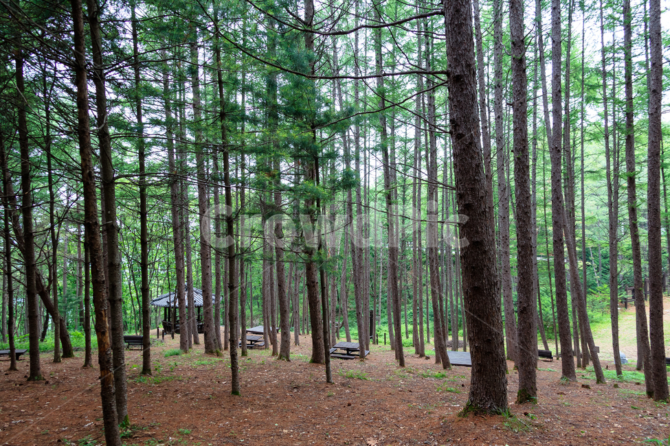 봉래산산림욕장,환경,봉래산,영월,벤치,산,나무,숲,자연,풍경,nature,landscape,tree,plant,식물,vegetation,초목,ground,바닥,outdoors,옥외,forest,land,땅,woodland,삼림지
