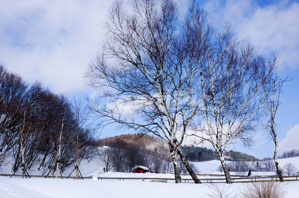 outdoors,옥외,눈,ice,양떼목장,대관령,언덕,겨울,nature,자연,겨울,계절,winter,season,자연,풍경,nature,landscape