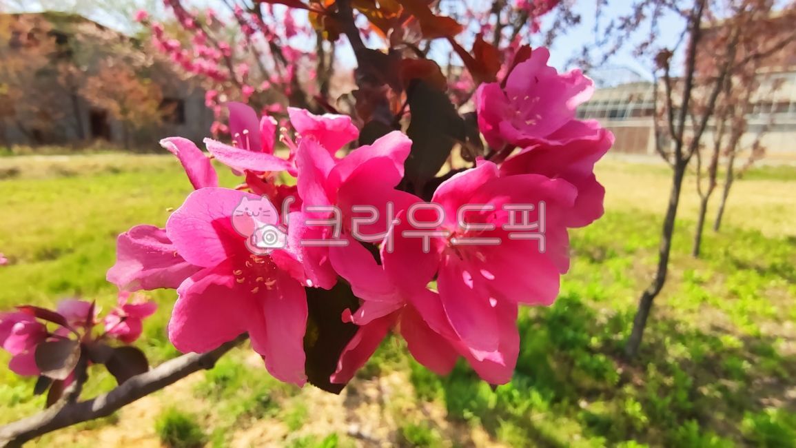 돌사과,꽃사과,사과꽃,꽃사과나무,벚잎꽃사과나무,malusfloribunda,plant,식물,blossom,flower,꽃