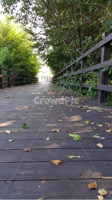 길,숲길,나무,가로수,낙엽,가을,계절,fall,autumn,season