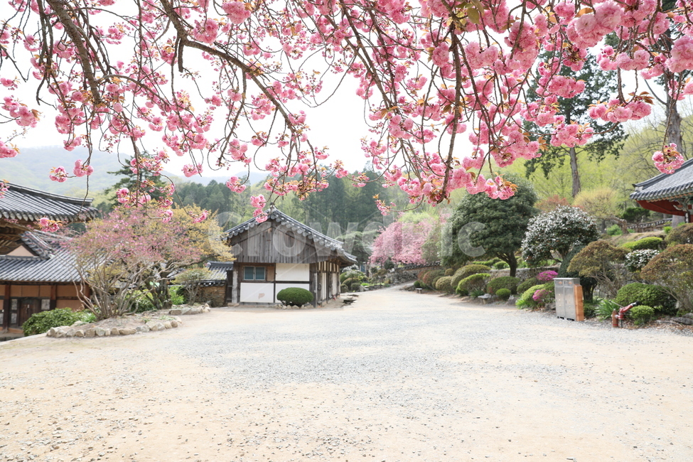 순천,선암사,만첩왕벚,겹벚꽃,벚꽃,봄,사찰,왕벚꽃,봄,계절,spring,season,한국전통,한국문화,korean traditional,korean culture,식물,자연,plants,nature,꽃,flower,종교,신앙,religion,belief,faith,plant,blossom