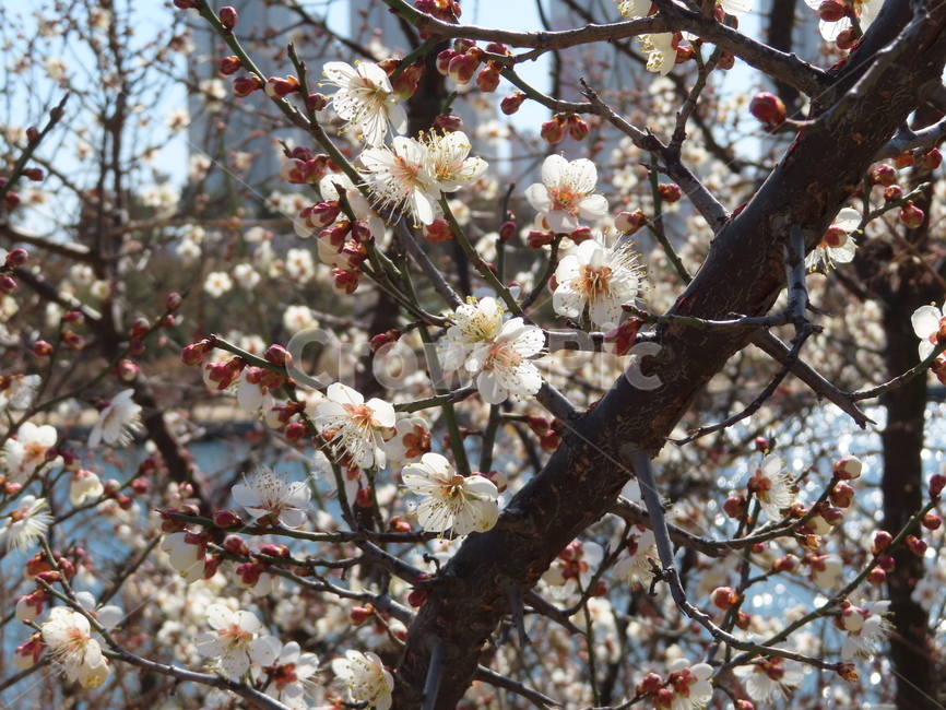 피어나다,꽃,분홍색,흰색,아름다움,식물,공원,귀여운,벚꽃,comeout,flowers,pink,white,beautiful,plants,parks,pretty,cherryblossoms