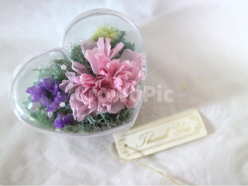 카네이션,꽃,하트,선물,감사,flower