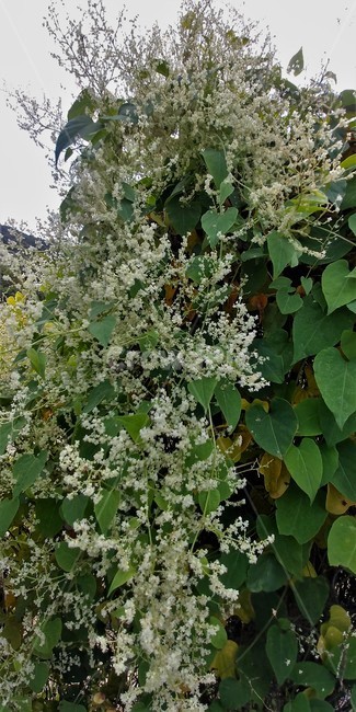 적하수오,하수오,마디풀과,덩굴식물,약용식물,밀원식물,식물,자연,plants,nature