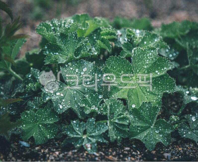 꽃,꽃물방울,잎물방울,물방울,잎,식물,작은물방울,식물,자연,plants,nature