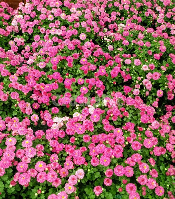 국화,plant,flower,꽃,식물,소국,식물,자연,plants,nature,꽃,flower