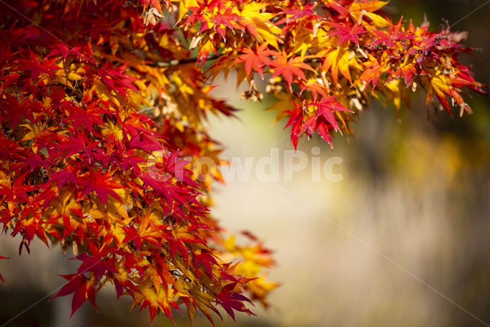 단풍,maple,나무,공원,가을,tree,잎,plant,식물,leaf,가을,계절,fall,autumn,season