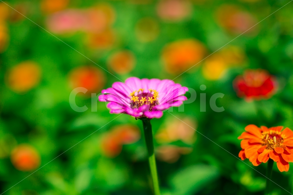 백일홍,꽃,황룡강,접사,아웃포커싱,식물,자연,식물,자연,plants,nature,꽃,flower
