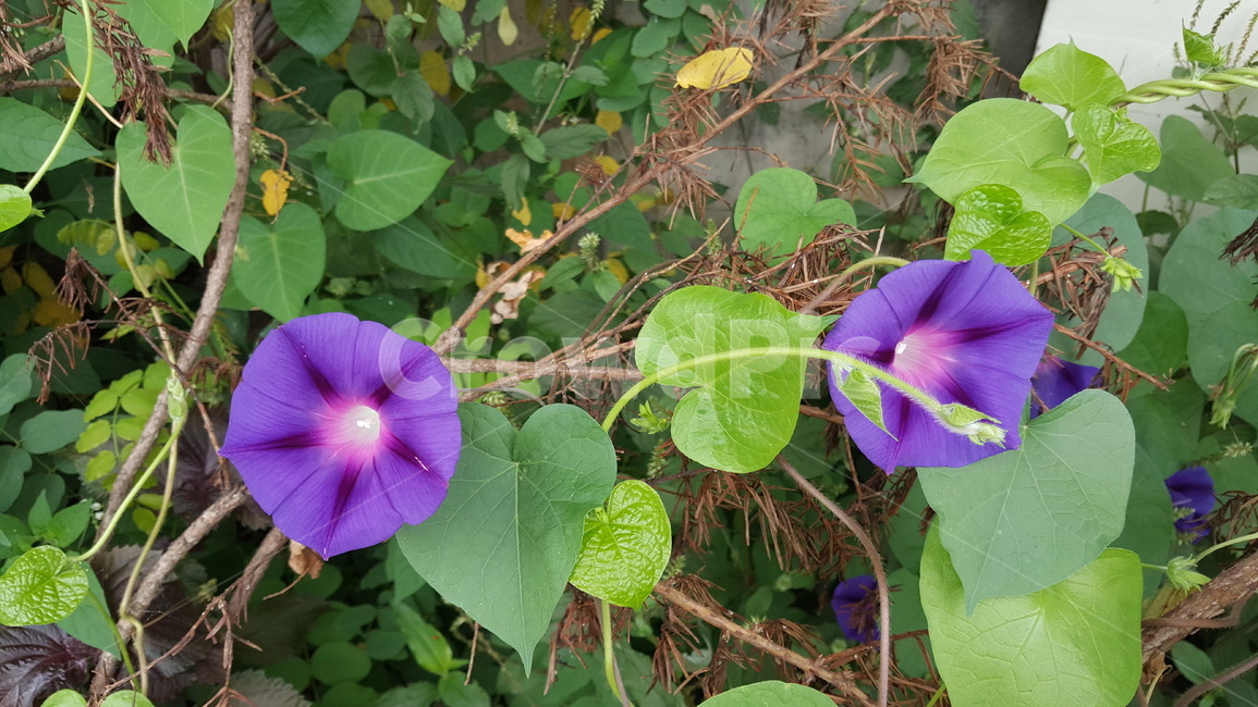 나팔꽃,꽃잎,보라색,모닝글로리,식물