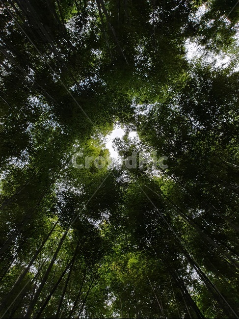 자연,nature,plant,tree,나무,식물,대나무,bamboo,풍경,forest,숲