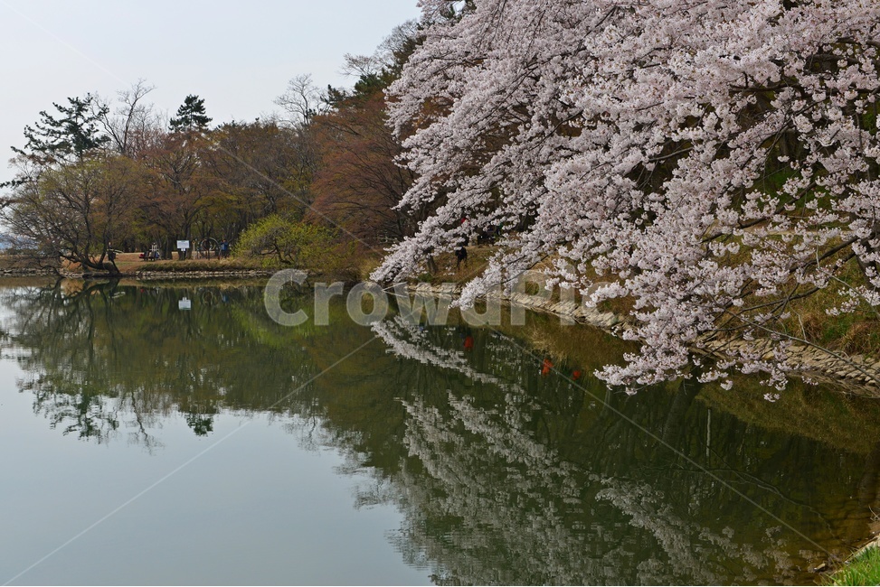 경남,진해,창원,내수면환경생태공원,공원,계절,tree,나무,cherryblossom,벚꽃,plant,식물,flower,blossom,꽃,물,봄,봄꽃,저수지,자연,풍경,nature,landscape