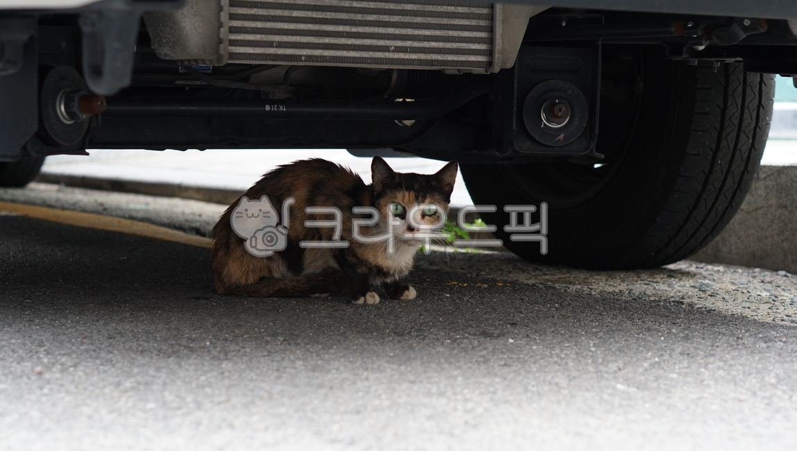 Meow,stray cat,greeneye,green eyes,cat,kitty,green eye