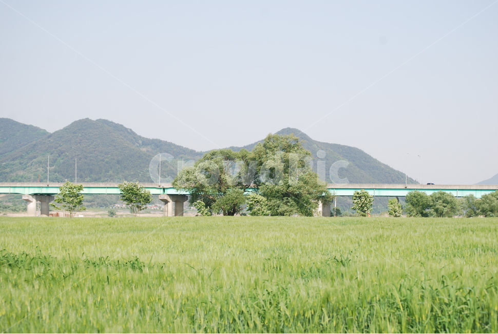자연,옥외,목초지,들,나무,버드나무,캠핑,풀,여름,grassland,nature,outdoors,field,countryside