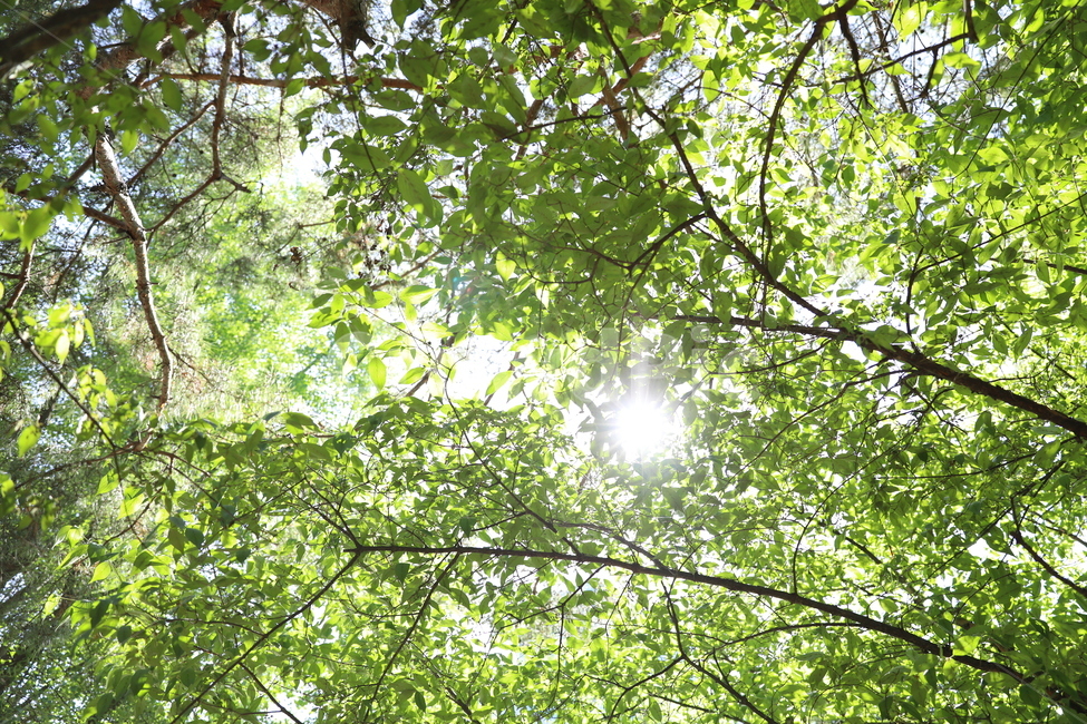 숲,싱그러움,나무,나뭇잎,하늘,자연광,식물,숲속,식물,자연,plants,nature,나무,trees,wood
