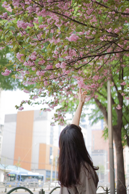 벚꽃,겹벚꽃,사쿠라,손짓,봄꽃,spring,여자,여성,뒷모습,봄,계절,spring,season,식물,자연,plants,nature,꽃,flower,사람,인물,인간,human,person,plant,blossom,cherry blossom