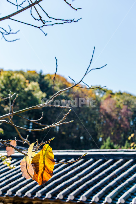 가을,낙엽,단풍,기와,문양,선,감성,가을,계절,fall,autumn,season,한국전통,한국문화,korean traditional,korean culture,식물,자연,plants,nature