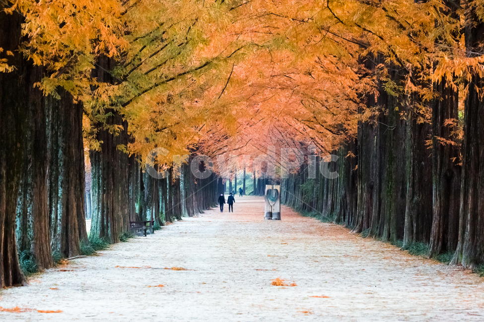 담양,자연풍경,가로수길,단풍,메타세쿼이아길,가을,계절,fall,autumn,season,자연,풍경,nature,landscape,한국자연풍경,한국자연경관,korea nature landscape,식물,plants,나무,trees,wood,사람,인물,인간,human,person,plant,tree,maple