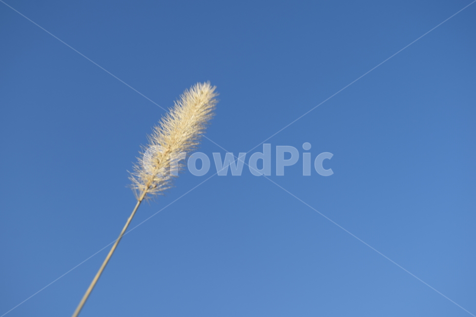 강아지풀,하늘,파란하늘,가을,바람,자연,풍경,가을,계절,fall,autumn,season,식물,자연,plants,nature,grass,잔디,plant,lawn,reed,갈대