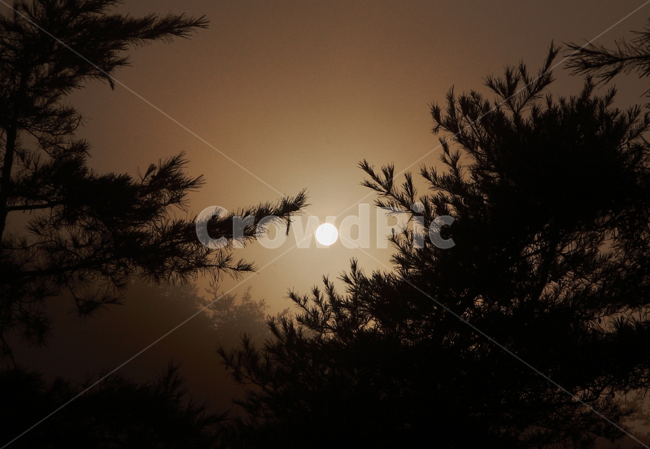 나무,해,일출,안개,소나무,흐림,finetree,sun,fog,cloudy,sunrise