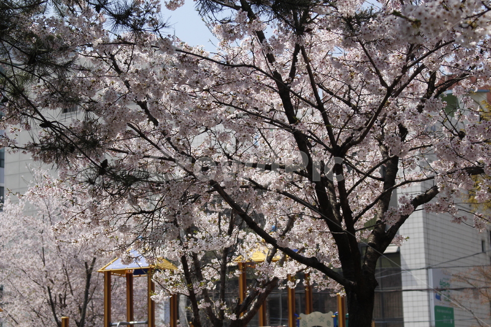 식물,꽃,blossom,flower,plant,벗꽃,봄꽃,나무,식물,자연,plants,nature,꽃,flower