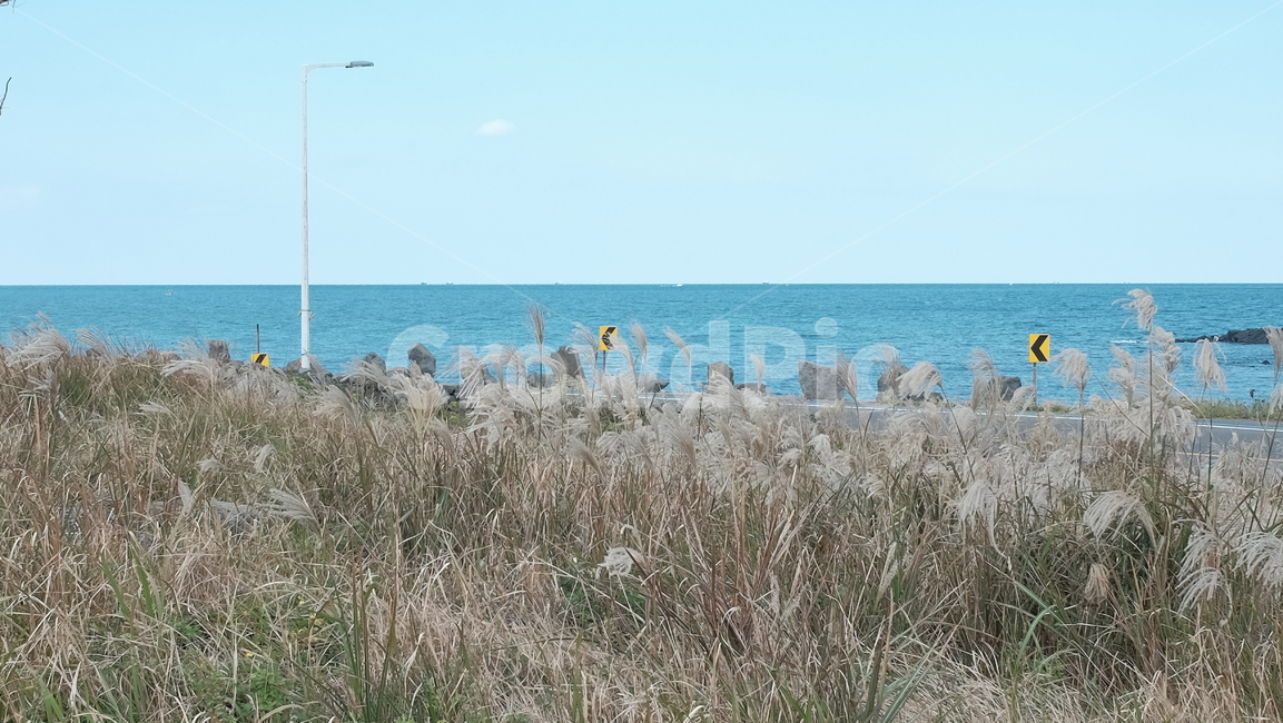 제주도,제주올레길,갈대밭,바다,갈대,하늘,구름,마른나무,tree,reed,sky,sea,자연,풍경,nature,landscape,한국자연풍경,한국자연경관,korea nature landscape,plant,식물,grass,잔디,lawn