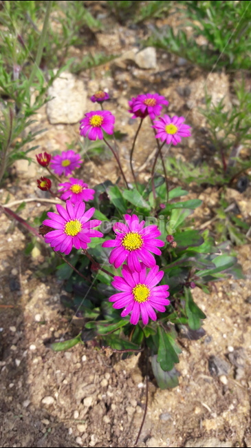 봄,들꽃,예쁜,따스한,햇살,식물,자연,plants,nature,꽃,flower