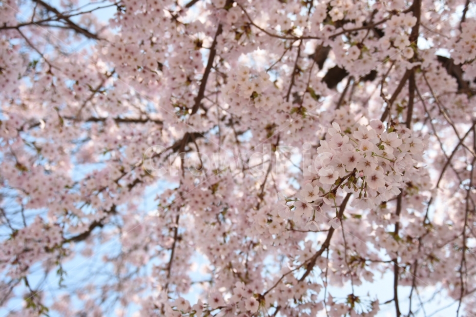 봄,벚꽃,풍경,배경,사쿠라,꽃,봄,계절,spring,season,식물,자연,plants,nature,꽃,flower,plant,blossom