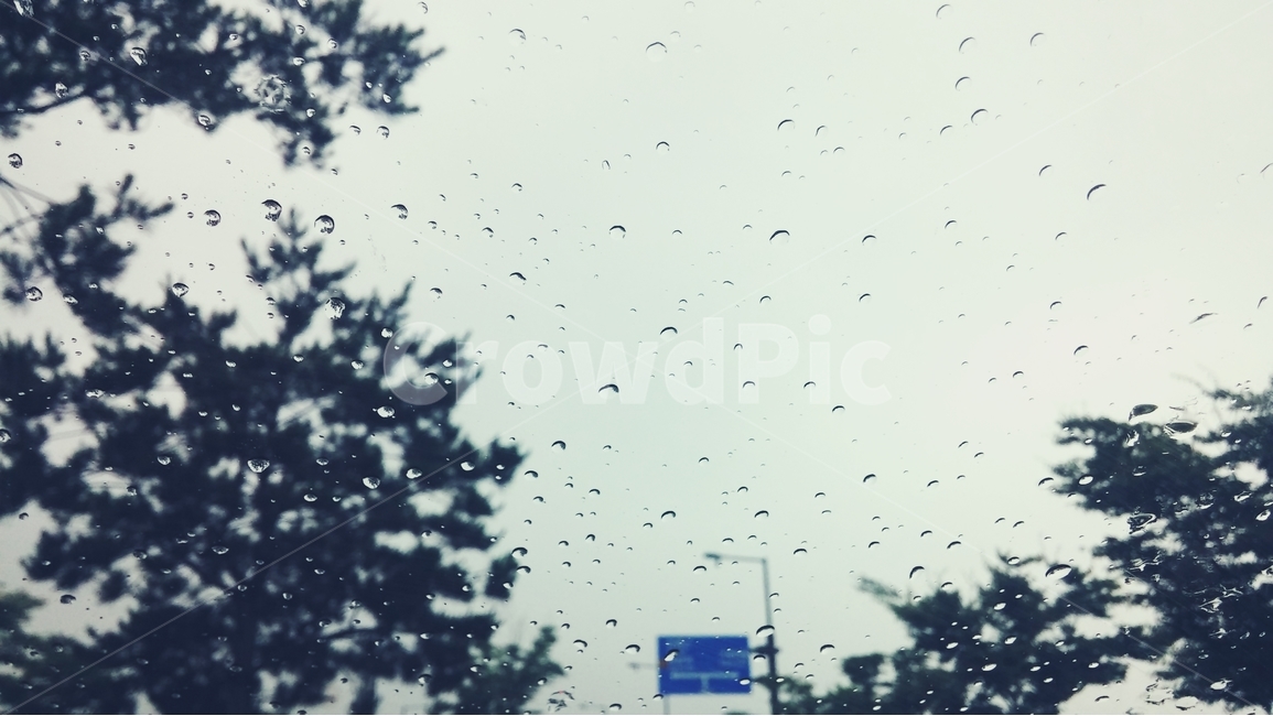 물방울,유리창,나무,비,하늘,raindrop,tree,rain,비,비오는날,rain,rainy