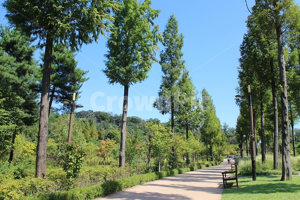 수묵원,산책길,나무,숲,푸른,길,하늘,가로수,자연,풍경,nature,landscape,tree,plant,식물,fir,전나무