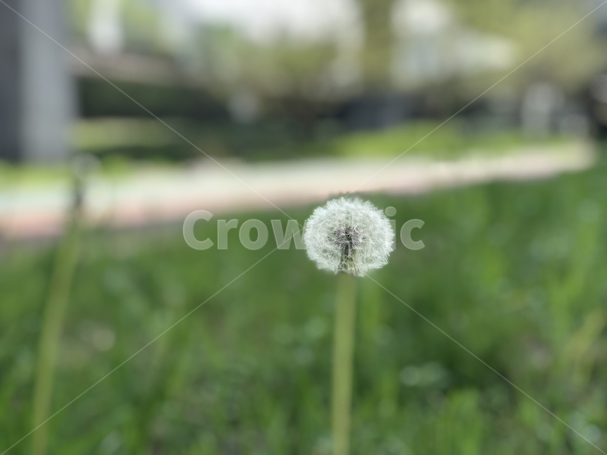 민들레,민들레씨앗,봄,바람,공원,자연,풀