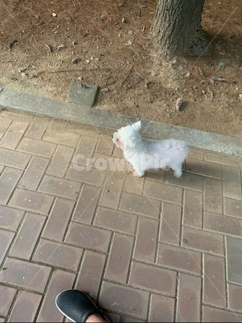 강아지,개,산책,흰강아지,귀여움
