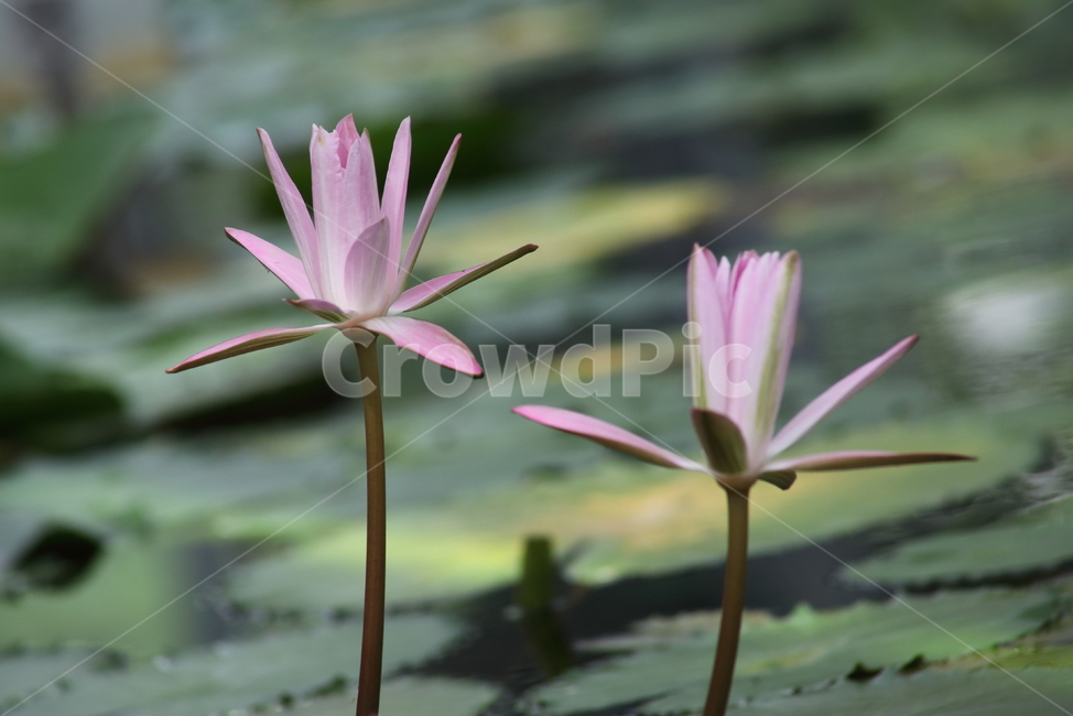 수련,꽃,수련꽃,연,waterlily