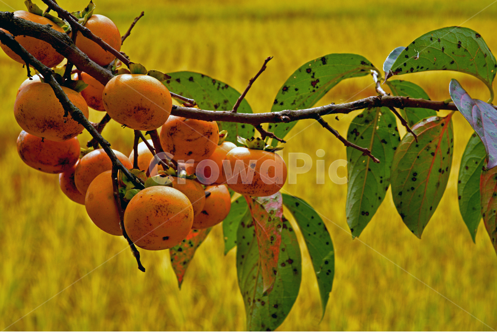 감,황금들판,벼,풍경,감성,시골풍경,자연,시골,가을풍경,landscape,country,가을들판,hometown,고향,sensibility,가을,계절,fall,autumn,season,시골,마을,풍경,landscape,country,rural,town,식물,자연,plants,nature,과일,열매,fruit,plant,food,음식,persimmon