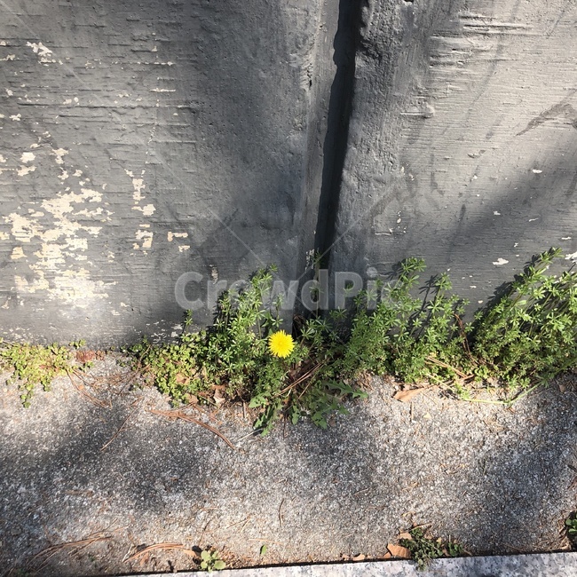 민들레,꽃,감성,담벼락,식물,길가,식물,자연,plants,nature,꽃,flower