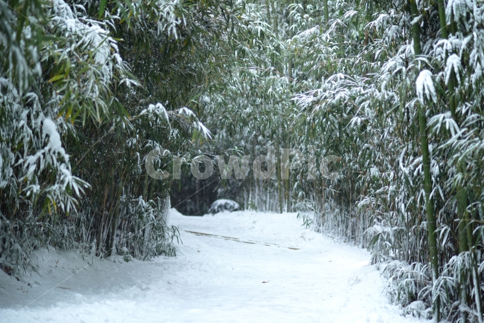 담양,죽녹원,겨울,눈,대나무,설경,bamboo,겨울,계절,winter,season
