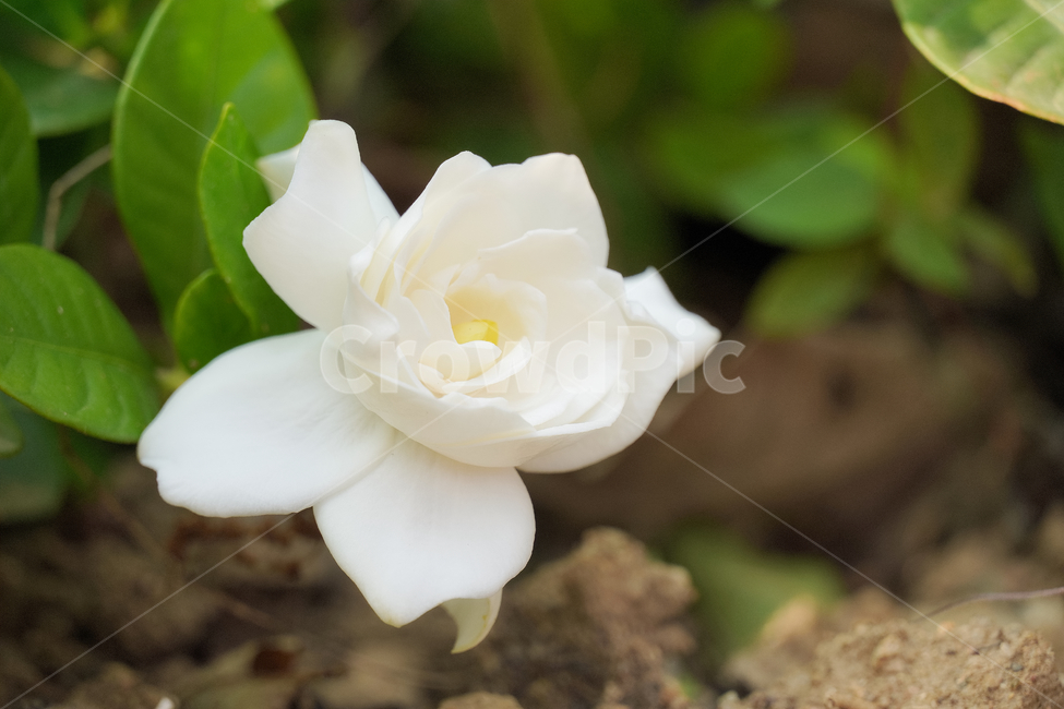 꽃,자연,접사,힐링,배경화면,흰색,신선함,평온함,season,plants,nature,flower,sensible,feeling,색깔,색상,색채,색감,colorsense,colorsensitivity,feelingofcolor,감성,white