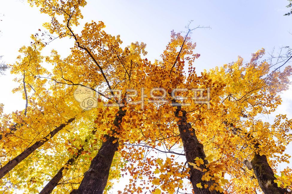 은행나무,가을,단풍,maple,단풍나무