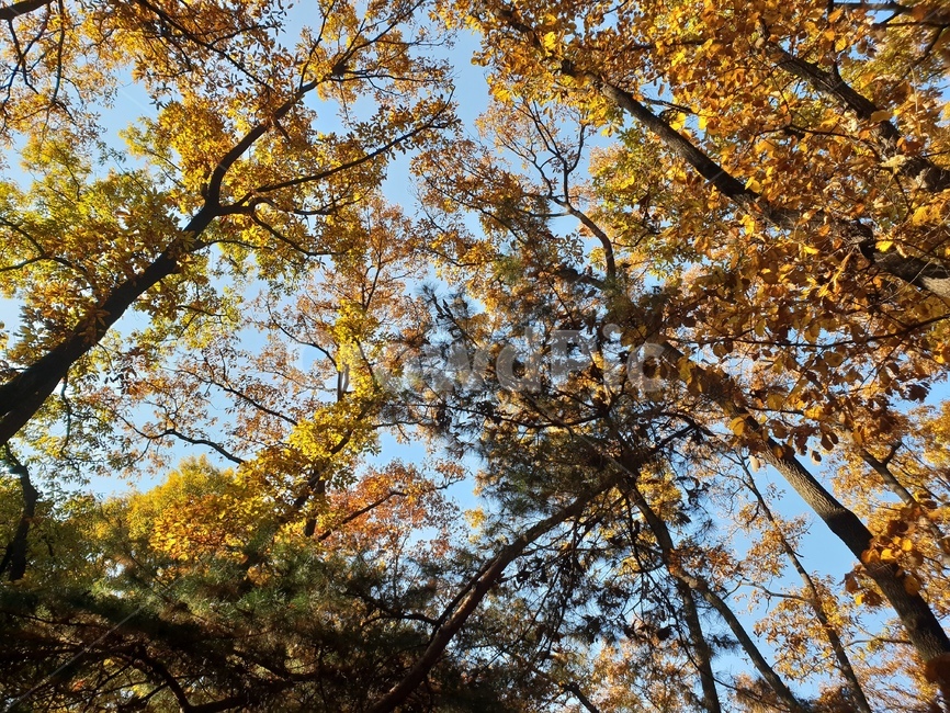 가을풍경,단풍,단풍놀이,가을감성,소나무,융릉,건릉,산책로,숲,나무,낙엽,가을,계절,fall,autumn,season,자연,풍경,nature,landscape,식물,plants,나무,trees,wood,tree,plant,tree trunk,나무 줄기