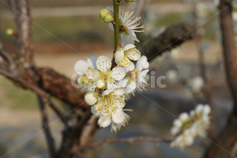 plant,식물,pollen,화분,매화,매화나무,매실나무,매화나무꽃,매실꽃,꽃