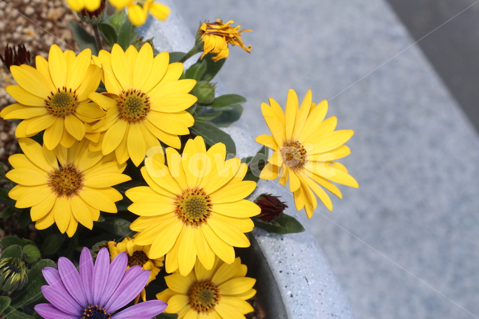 꽃,봄꽃,식물,flower,plants,봄,계절,spring,season,식물,자연,plants,nature,꽃,flower,plant,blossom,daisy,데이지,daisies