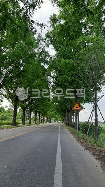 center line,road,road name,tree,road sign,asphalt,Metasequoia Road,tree road