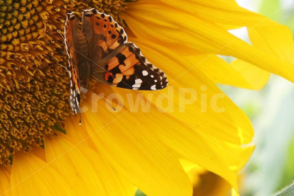 해바라기,꽃,가을꽃,감성사진,나비,식물,자연,plants,nature,꽃,flower,동물,animal,곤충,벌레,insect,bug