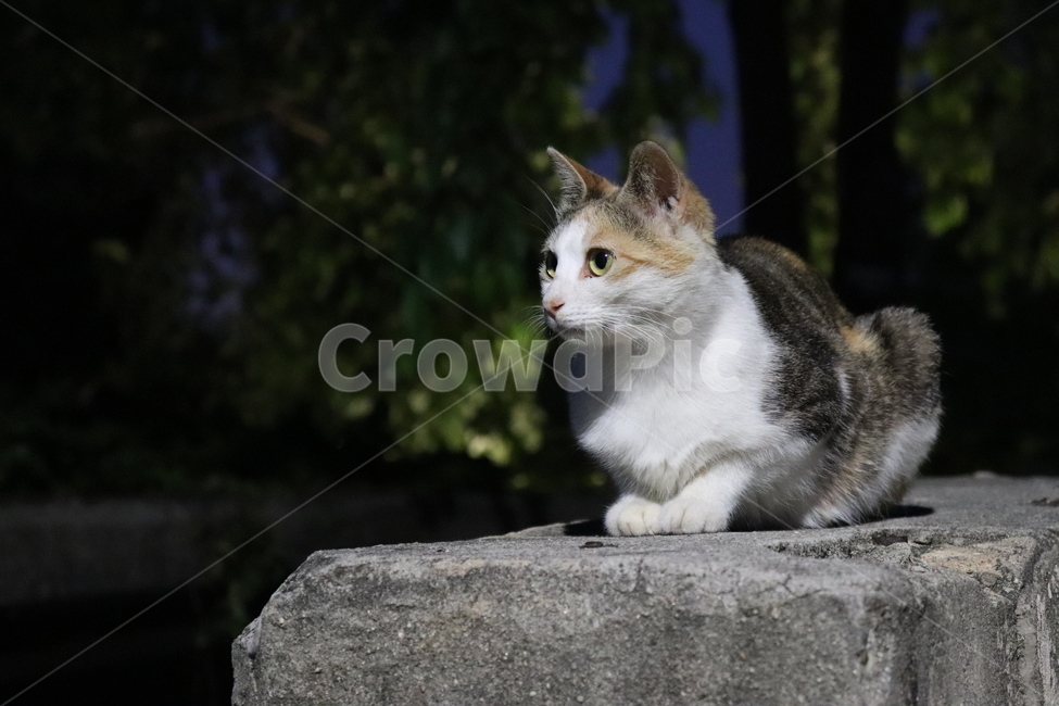 고양이,cat,동물,animal,길고양이