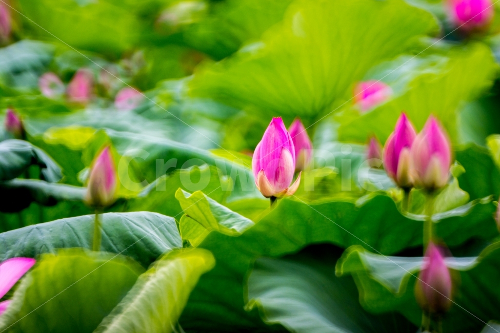 연꽃,봉우리,자연,식물,풍경,식물,자연,plants,nature,꽃,flower