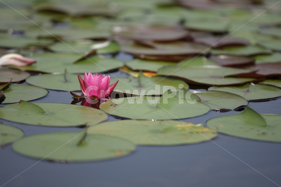 호수,물,자연,식물,연꽃,일상,풍경,식물,자연,plants,nature,꽃,flower