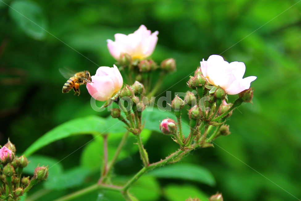 식물,꽃,봄,자연,계절,식물,자연,plants,nature,꽃,flower,동물,animal,곤충,벌레,insect,bug