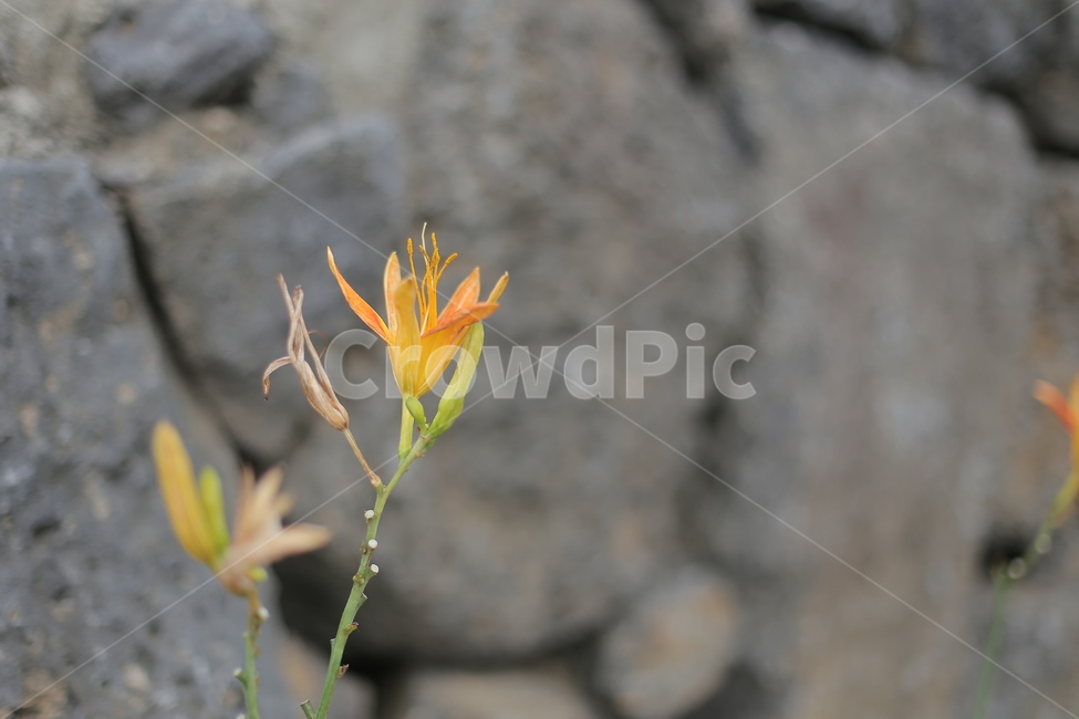 꽃,돌담,붉은꽃,빨간꽃,들꽃,제주도,이색꽃,식물,자연,돌담길,red,flower,식물,자연,plants,nature,꽃,flower