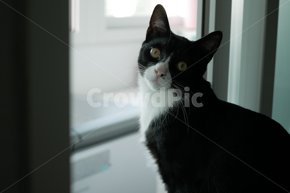 고양이,개냥이,동물,얼굴,표정,애교,귀여운,동물,animal,포유류,mammal,고양이,cat,kitten,kitty