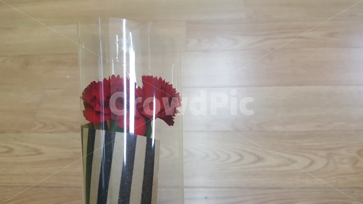 카네이션,감사,꽃,스승,스승의날,기념일,축하,anniversary,congratulation,celebrate,celebration