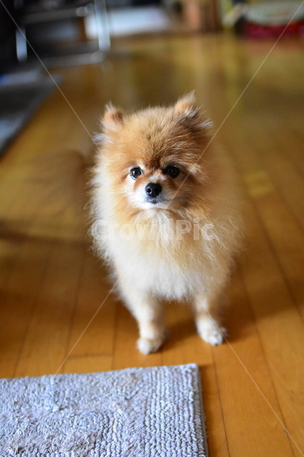 동물,개,pet,강아지,포메리안,펫,집안,애완동물,dog,털,갈색,동물,animal,포유류,mammal,개,강아지,dog,doggy